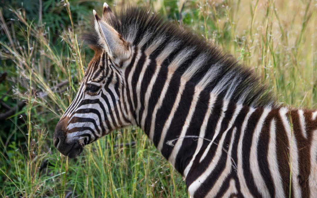 Wasser, Wiesen, Vielfalt. Im Dialog für unsere Lebensgrundlagen am Beispiel des Naturschutzgebiets Pegnitztal-Ost