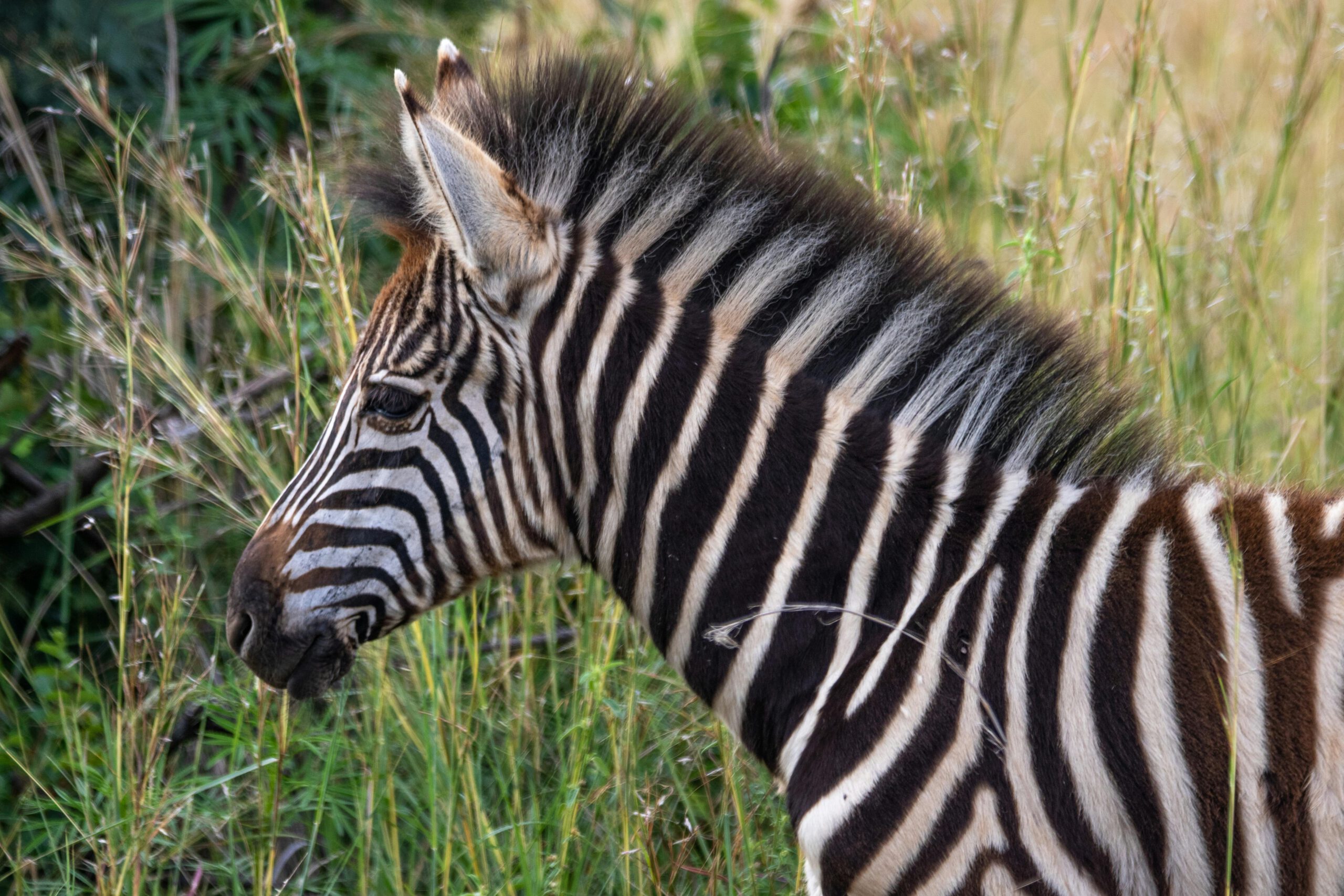 pexels-magda-ehlers-pexels-6818809